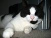 Huskat Figaro <'3