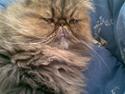 Perser Lady Fair Sweet Dream