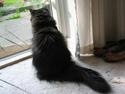 Perser Fluffy