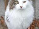Maine Coon Line P (polydaktyl)