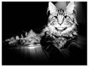 Maine Coon Cosmo