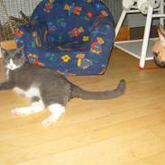 Blanding af racer missi