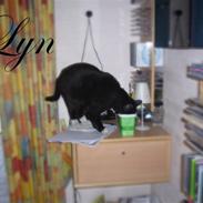 Huskat Lyn  :'D