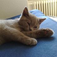 British Shorthair DK Petrine's Pelle