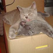 British Shorthair DK Petrine's Pelle