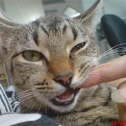 Huskat Tøssen  (Solgt)