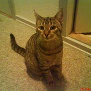 Huskat Tøssen  (Solgt)