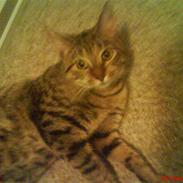 Huskat Tøssen  (Solgt)