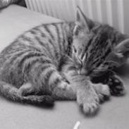 Huskat Tøssen  (Solgt)