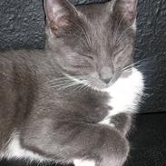 Blanding af racer Miv