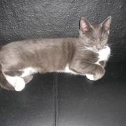 Blanding af racer Miv