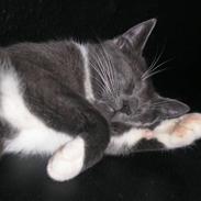 Blanding af racer Miv