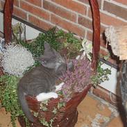 Blanding af racer Miv