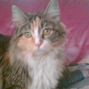 Maine Coon Mischa -RIP :'(