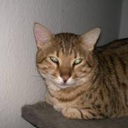 Bengal shekarn