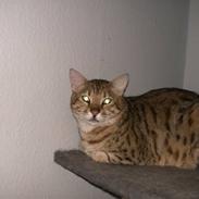 Bengal shekarn