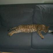 Bengal shekarn