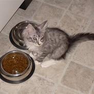 Maine Coon Aslan