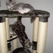 Maine Coon Aslan