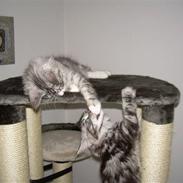Maine Coon Aslan
