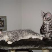 Maine Coon Aslan