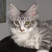 Maine Coon Aslan