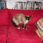 Blanding af racer Blue Eyes