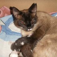 Blanding af racer Blue Eyes