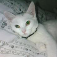 Huskat Brutalis *givet væk*