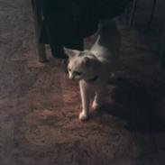 Huskat Brutalis *givet væk*