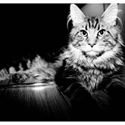 Maine Coon Cosmo 