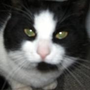 Huskat Figaro <'3