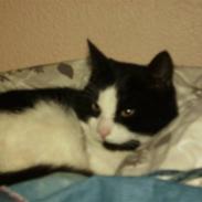 Huskat Figaro <'3