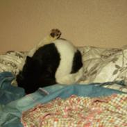 Huskat Figaro <'3