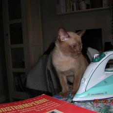 Burmeser Ufo of Magicat/Lillemand