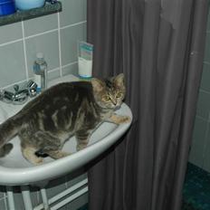 British Shorthair Molly