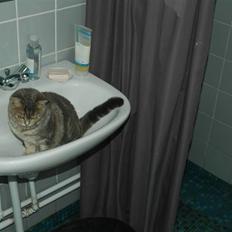 British Shorthair Molly