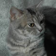 British Shorthair Molly