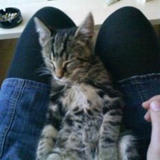 Huskat Sigurd † R.I.P. †