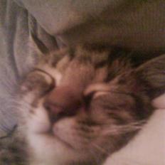 Huskat Sigurd † R.I.P. †