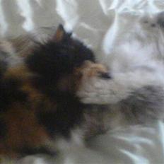 Perser dk carlkat addi