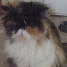 Perser dk carlkat addi