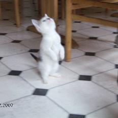 Blanding af racer Vibyvejens *Snip* "SOLGT"