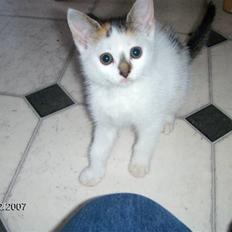 Blanding af racer Vibyvejens *Snip* "SOLGT"