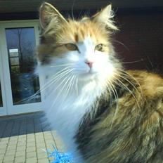 Blanding af racer Muzzu