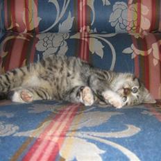 Blanding af racer ferrari