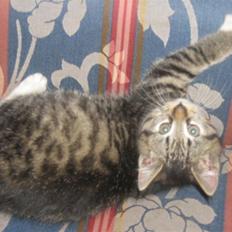 Blanding af racer ferrari