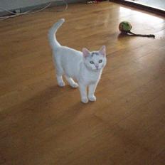 Huskat Frank Junior (SOLGT)