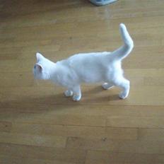 Huskat Frank Junior (SOLGT)