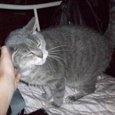 Blanding af racer Musse Løvehjerte (DØD)